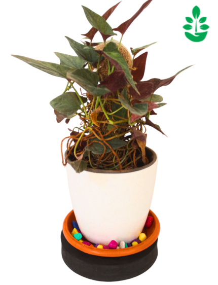 Laceleaf Plant