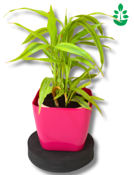 Lucky bamboo Plant