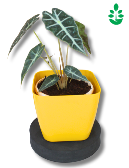 Anthurium Nero Plant