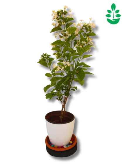 Millingtonia Hortensis - Tree Jasmine, Indian Cork plant