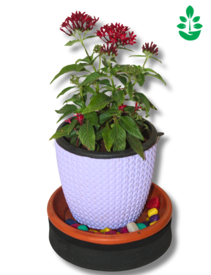 Pentas lanceolata pink Plant