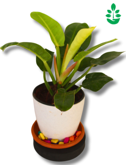 littlejungle philodendron imperial green, plant