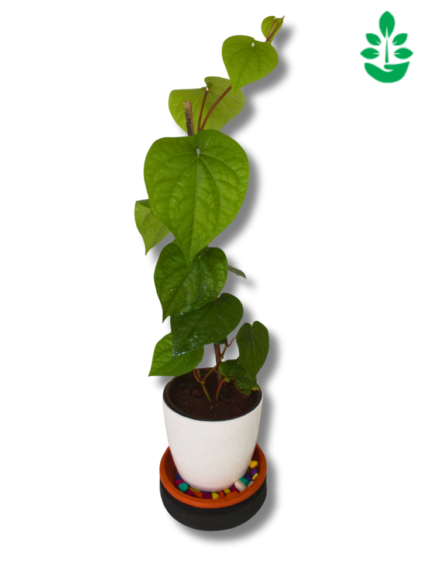 Betel Plant