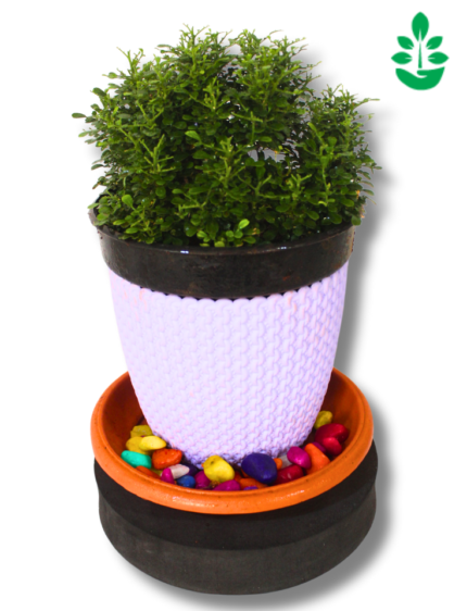 Ocimum minimum Plant