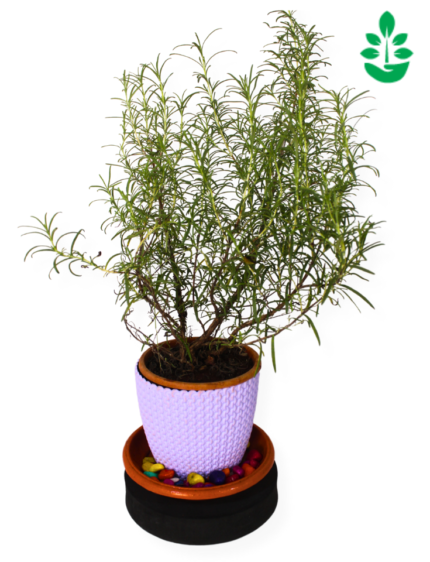 Rosemary Plant