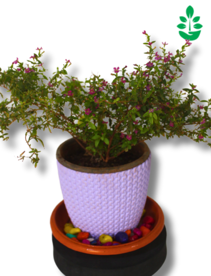 False heather Plant