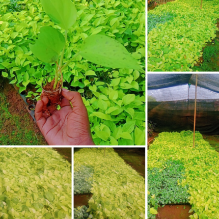 Ropvatika Money Plant By Dnyaneshwari Rose Nursery