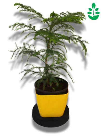 Norfolk Island pine Plant