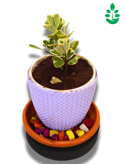 Green Ficus Triangularis Variegata  plant